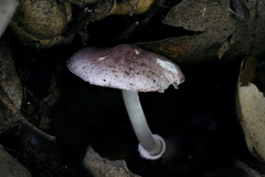 Leucoagaricus roseilividus