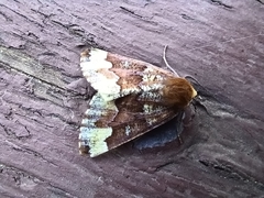 Caripeta pulcherrima