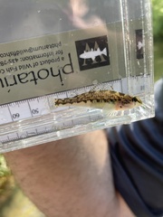 Etheostoma chermocki