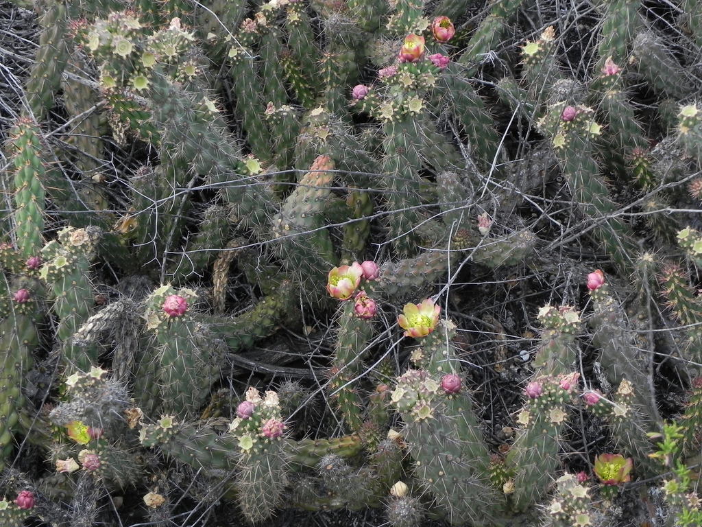 California cholla (Cylindropuntia californica)