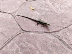 Eutropis multifasciata