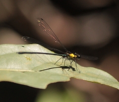 Austroargiolestes aureus