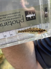 Etheostoma chermocki