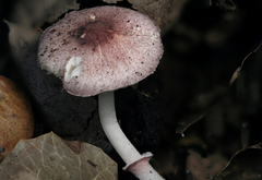 Leucoagaricus roseilividus