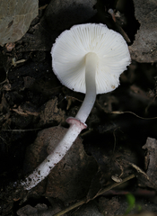 Leucoagaricus roseilividus