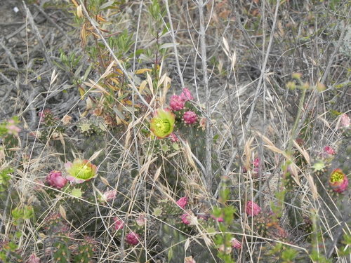 California cholla (Cylindropuntia californica)