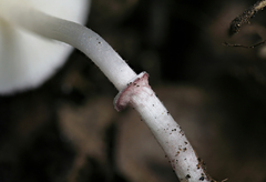 Leucoagaricus roseilividus