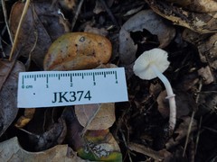Leucoagaricus roseilividus