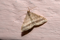 Geometridae