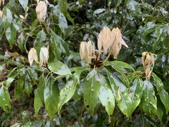 Neolitsea sericea