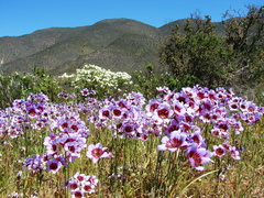 Leucocoryne purpurea