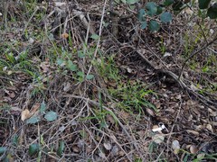 Leucoagaricus roseilividus