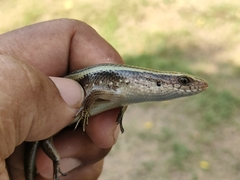 Eutropis multifasciata