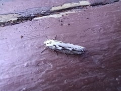 Ethmia semitenebrella