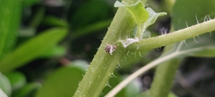Diaphorina citri