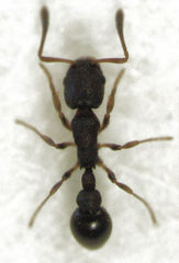 Cardiocondyla minutior