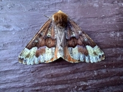 Caripeta pulcherrima