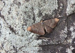 Emesis fastidiosa