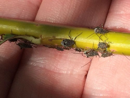 Photo of Giant Willow Aphid (Tuberolachnus salignus)