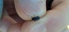 Blapstinus discolor