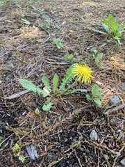 Taraxacum officinale