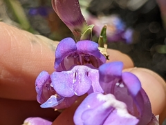 Penstemon incertus