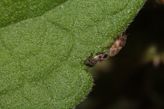 Oxycarenidae