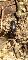 Blapstinus discolor