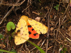 Diacrisia purpurata