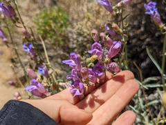 Penstemon incertus