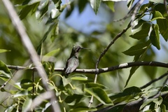 Cynanthus latirostris