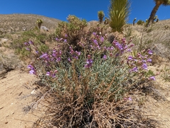 Penstemon incertus