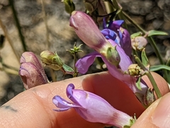 Penstemon incertus