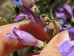 Penstemon incertus