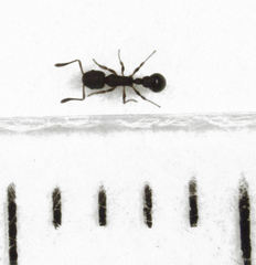 Cardiocondyla minutior