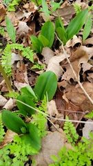 Galearis spectabilis