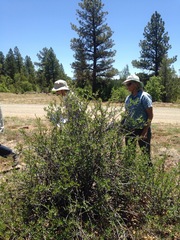 Peraphyllum ramosissimum