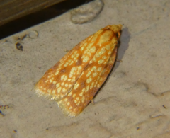 Sparganothis sulfureana