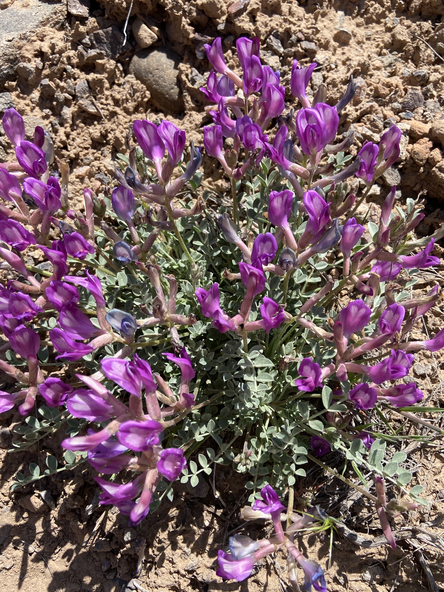 Astragalus amphioxys A.Gray