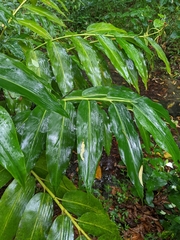 Alpinia flabellata