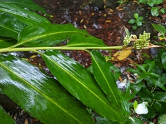 Alpinia flabellata