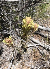 Castilleja pilosa pilosa