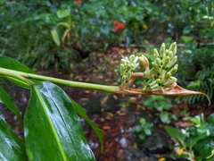 Alpinia flabellata