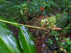 Alpinia flabellata