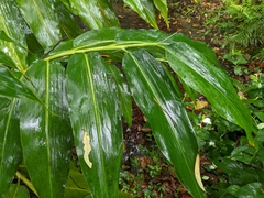 Alpinia flabellata
