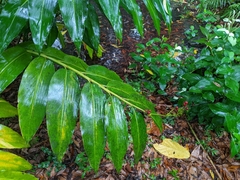 Alpinia flabellata
