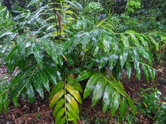Alpinia flabellata