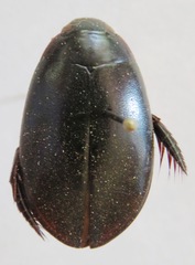 Megadytes