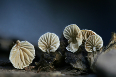 Simocybe haustellaris