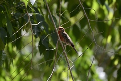 Haemorhous mexicanus